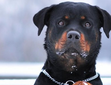 Γιώργος Χαρβαλιάς για ν/σ αλλαγής φύλου, τα γερμανικά Ροτβάιλερ και τη ΝΔ